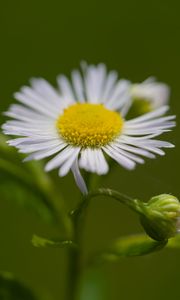 Preview wallpaper chamomile, petals, flower, macro, plant