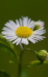 Preview wallpaper chamomile, petals, flower, macro, plant