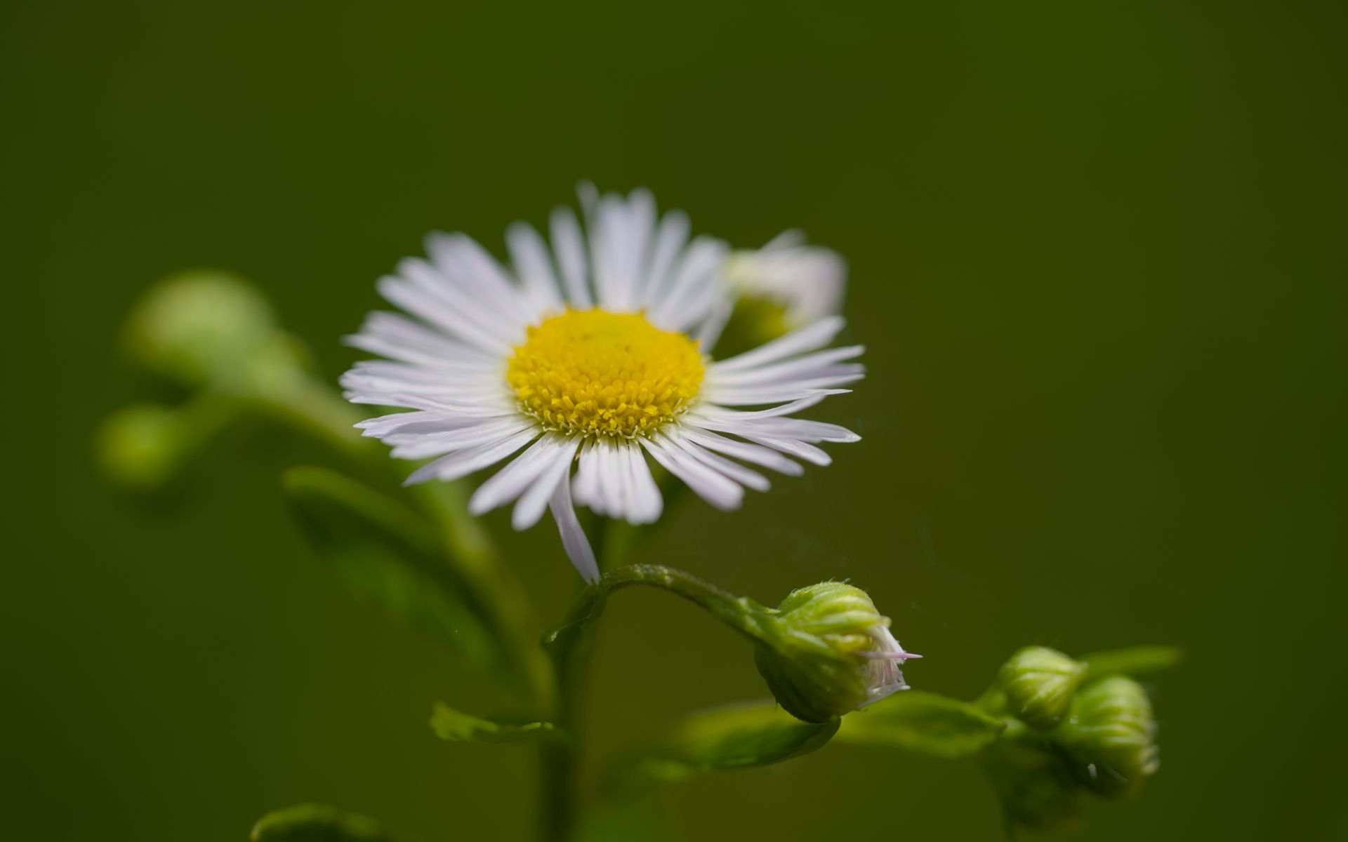 1920x1200 Wallpaper chamomile, petals, flower, macro, plant