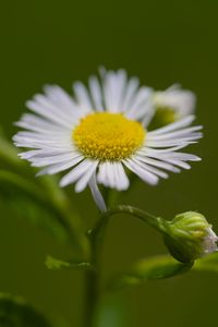 Preview wallpaper chamomile, petals, flower, macro, plant