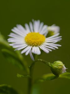 Preview wallpaper chamomile, petals, flower, macro, plant
