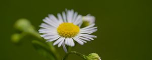 Preview wallpaper chamomile, petals, flower, macro, plant