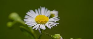 Preview wallpaper chamomile, petals, flower, macro, plant