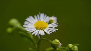 Preview wallpaper chamomile, petals, flower, macro, plant