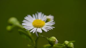 Preview wallpaper chamomile, petals, flower, macro, plant