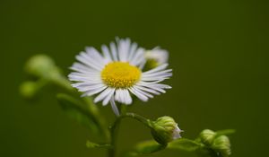 Preview wallpaper chamomile, petals, flower, macro, plant