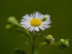 Preview wallpaper chamomile, petals, flower, macro, plant