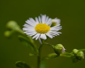 Preview wallpaper chamomile, petals, flower, macro, plant