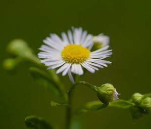 Preview wallpaper chamomile, petals, flower, macro, plant