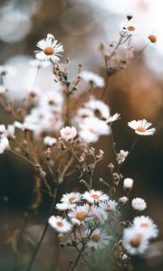 Preview wallpaper chamomile, petals, flower, macro, wildflowers