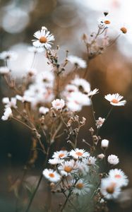 Preview wallpaper chamomile, petals, flower, macro, wildflowers