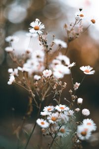 Preview wallpaper chamomile, petals, flower, macro, wildflowers