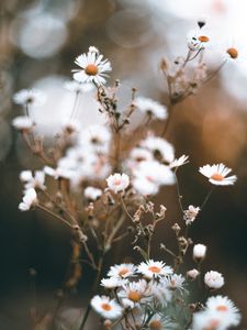 Preview wallpaper chamomile, petals, flower, macro, wildflowers