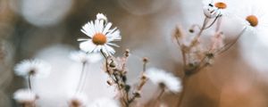 Preview wallpaper chamomile, petals, flower, macro, wildflowers