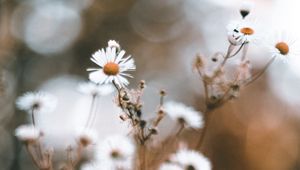 Preview wallpaper chamomile, petals, flower, macro, wildflowers