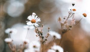 Preview wallpaper chamomile, petals, flower, macro, wildflowers