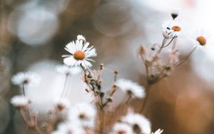 Preview wallpaper chamomile, petals, flower, macro, wildflowers