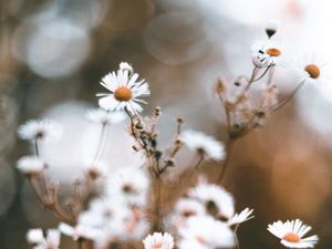 Preview wallpaper chamomile, petals, flower, macro, wildflowers