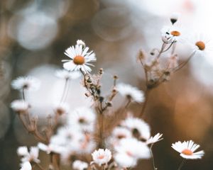 Preview wallpaper chamomile, petals, flower, macro, wildflowers