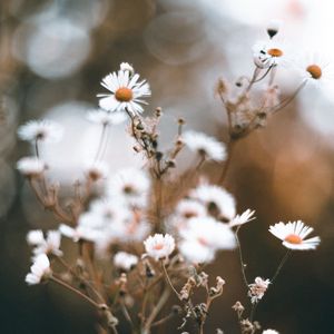 Preview wallpaper chamomile, petals, flower, macro, wildflowers