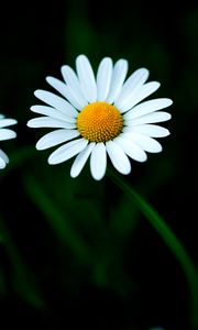 Preview wallpaper chamomile, petals, flower, macro, white, yellow