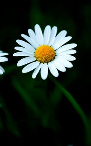 Preview wallpaper chamomile, petals, flower, macro, white, yellow