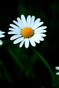 Preview wallpaper chamomile, petals, flower, macro, white, yellow