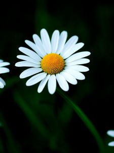 Preview wallpaper chamomile, petals, flower, macro, white, yellow