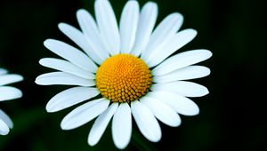 Preview wallpaper chamomile, petals, flower, macro, white, yellow