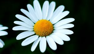 Preview wallpaper chamomile, petals, flower, macro, white, yellow