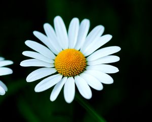 Preview wallpaper chamomile, petals, flower, macro, white, yellow