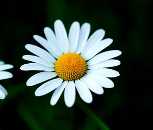 Preview wallpaper chamomile, petals, flower, macro, white, yellow