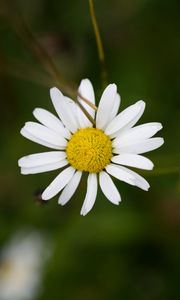 Preview wallpaper chamomile, petals, flower, blur, macro