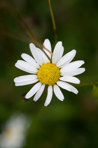 Preview wallpaper chamomile, petals, flower, blur, macro