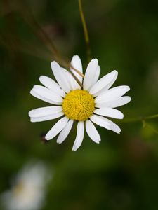 Preview wallpaper chamomile, petals, flower, blur, macro