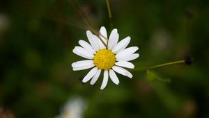 Preview wallpaper chamomile, petals, flower, blur, macro