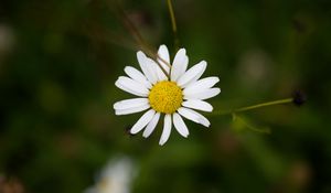 Preview wallpaper chamomile, petals, flower, blur, macro