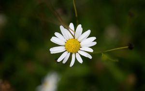 Preview wallpaper chamomile, petals, flower, blur, macro