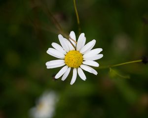 Preview wallpaper chamomile, petals, flower, blur, macro