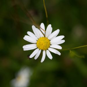 Preview wallpaper chamomile, petals, flower, blur, macro