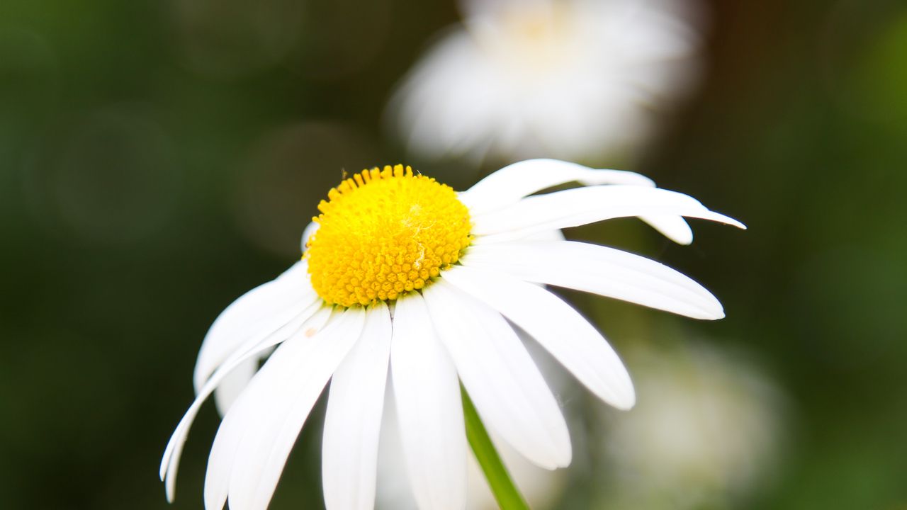 Wallpaper chamomile, petals, flower, macro, pollen