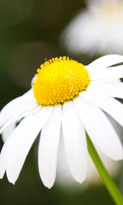 Preview wallpaper chamomile, petals, flower, macro, pollen