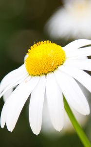 Preview wallpaper chamomile, petals, flower, macro, pollen