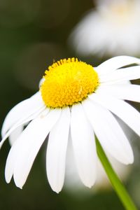 Preview wallpaper chamomile, petals, flower, macro, pollen