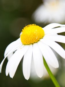 Preview wallpaper chamomile, petals, flower, macro, pollen