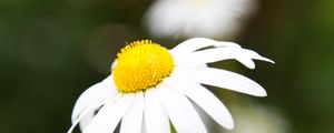 Preview wallpaper chamomile, petals, flower, macro, pollen