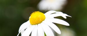 Preview wallpaper chamomile, petals, flower, macro, pollen