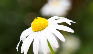 Preview wallpaper chamomile, petals, flower, macro, pollen