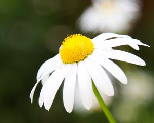 Preview wallpaper chamomile, petals, flower, macro, pollen