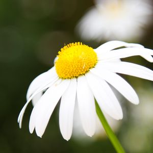 Preview wallpaper chamomile, petals, flower, macro, pollen